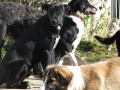 Pedro und Freunde 8.10.2017 1