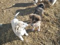 Holly-Blacky-10.1.2020