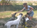 Lektion Sitz-Platz 30.8.2015 5 Chaki macht mit