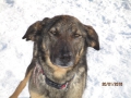 Djina im Schnee 20.1.2016