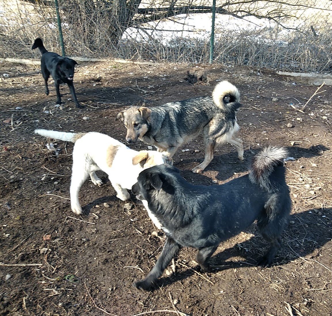 Faith-Atlas-Johny-Scheila-29.2.20