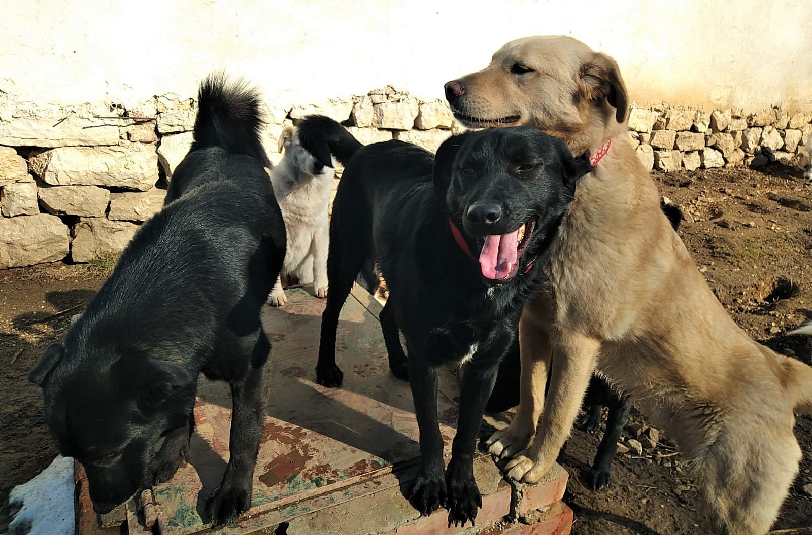 Faith-Topcho-Ben-29.2.20