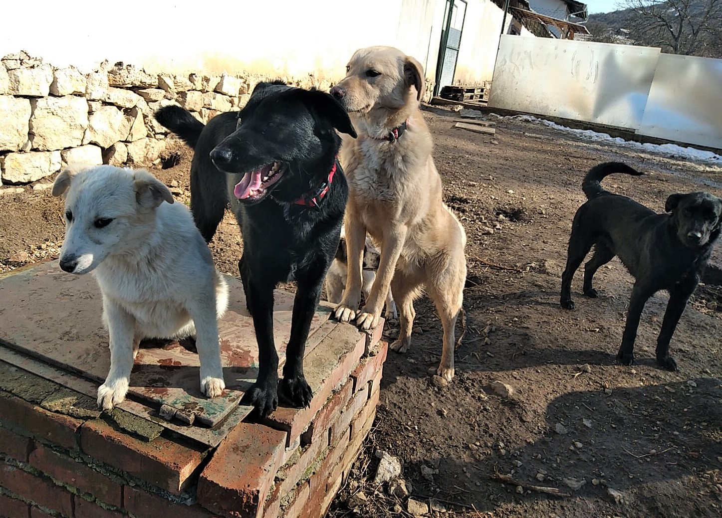 Holly-Topcho-Ben-Sheila-29.2.20