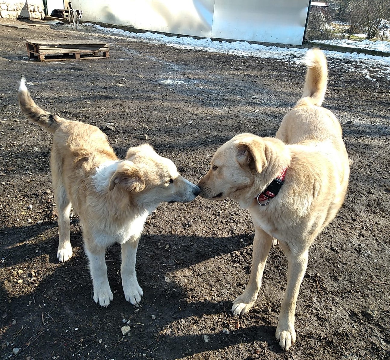 Kalle-Ben-29.2.20