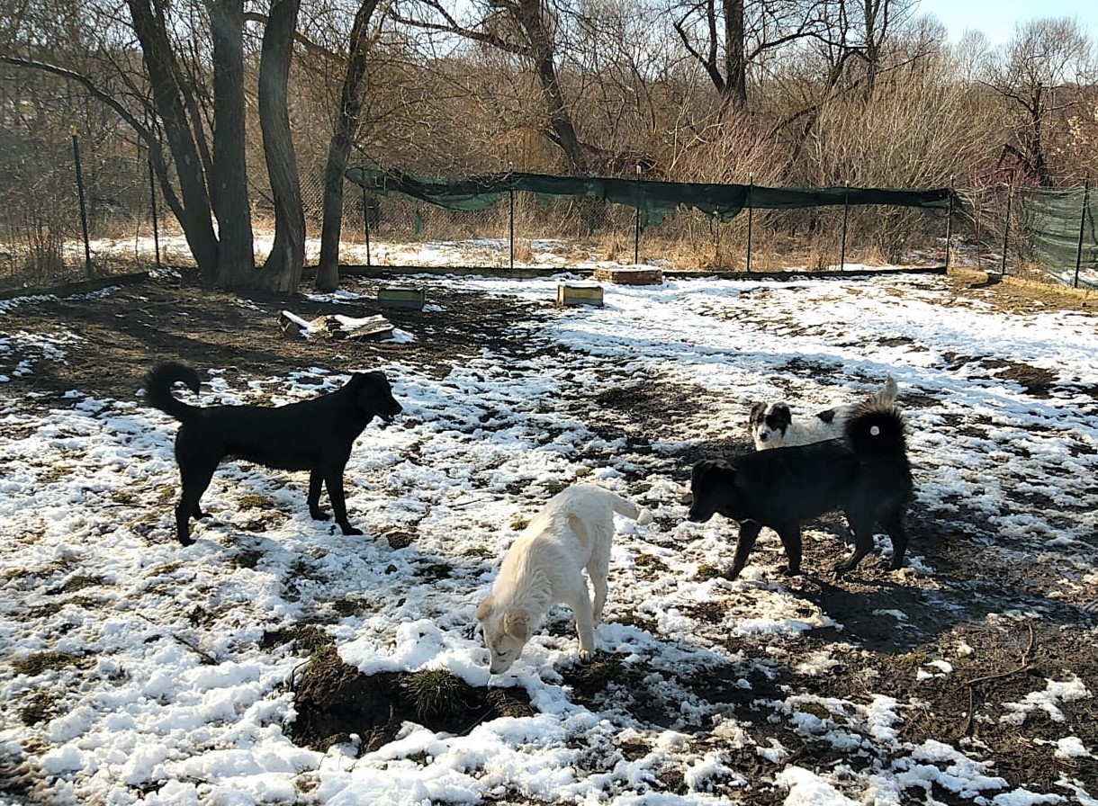 Scheila-Holly-Faith-Sina-29.2.20