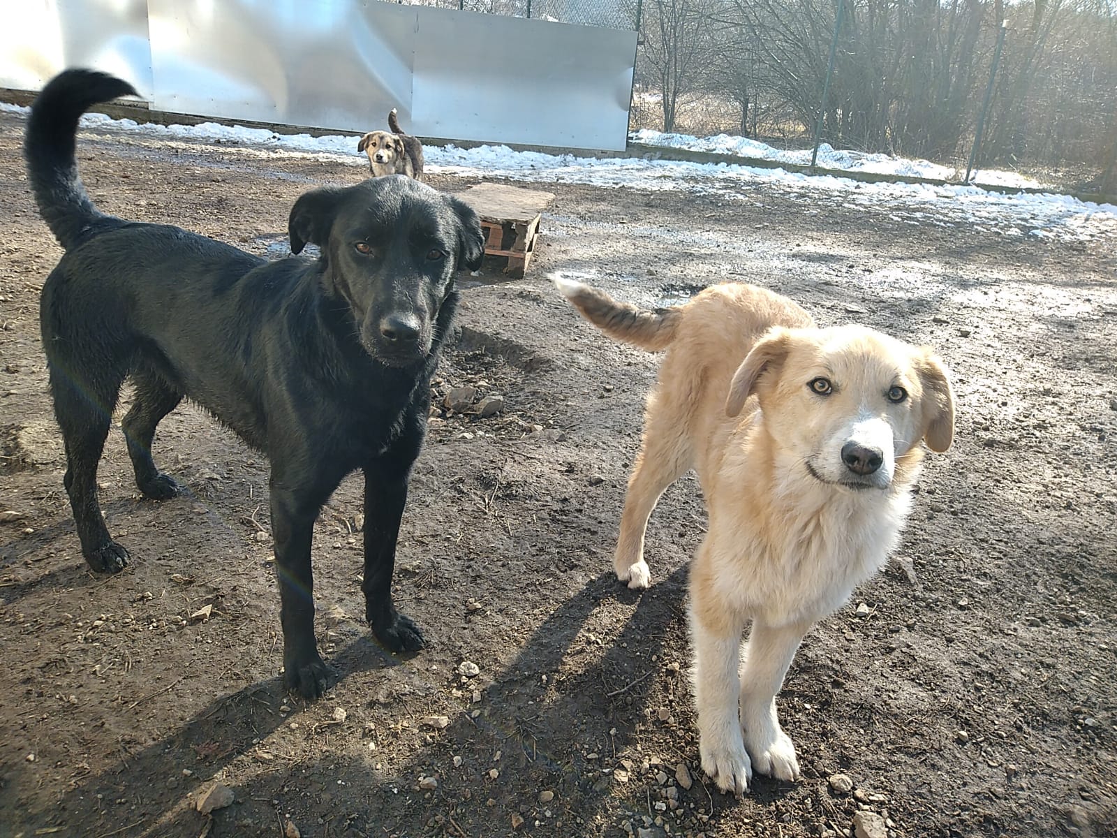 Sheila-Kalle-Blacky-29.2.20