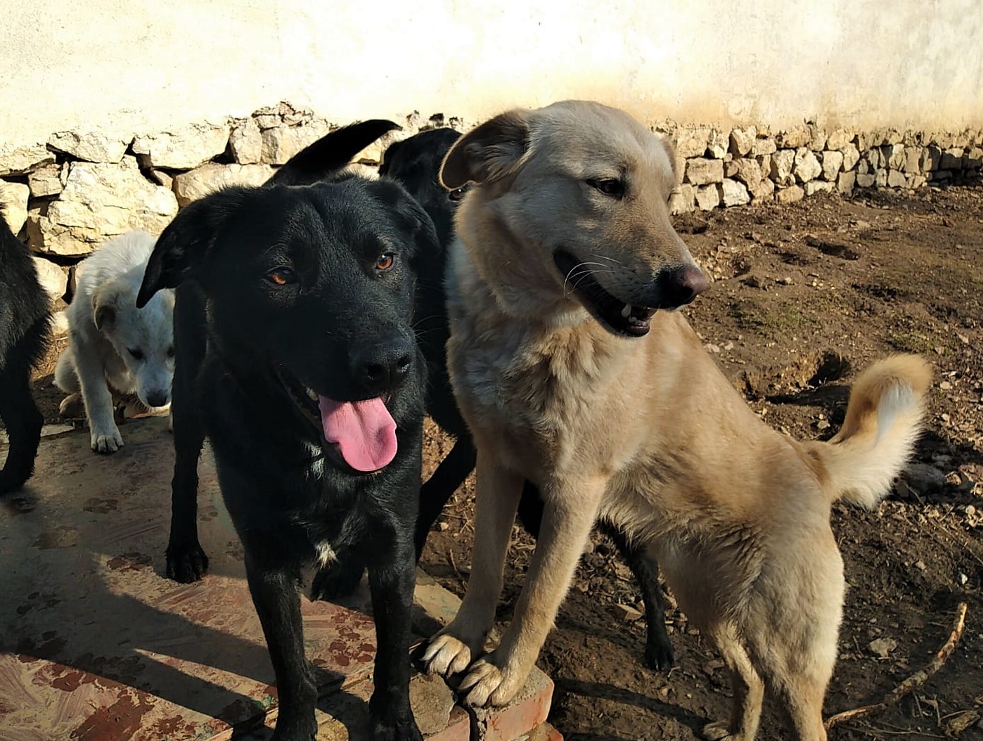 Topcho-Ben-29.2.20