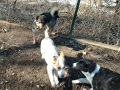 Atlas-Solveigh-Johny-29.2.20