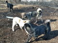 Faith-Atlas-Johny-Scheila-29.2.20