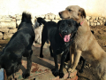 Faith-Topcho-Ben-29.2.20