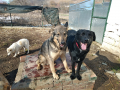 Holly-Johny-Toptcho-29.2.20