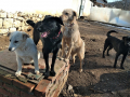 Holly-Topcho-Ben-Sheila-29.2.20