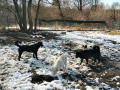 Scheila-Holly-Faith-Sina-29.2.20
