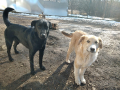 Sheila-Kalle-Blacky-29.2.20