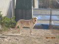 Maksi 4.11.2018 1