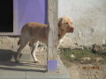 Maksi 4.11.2018 2