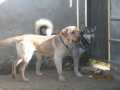 Maksi und Draga 4.11.2018 1