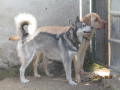 Maksi und Draga 4.11.2018 2
