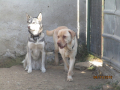 Maksi und Draga 4.11.2018 3