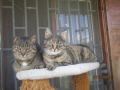 Sivka und Babi 27.5.2018 1