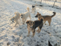 Blacky-Kamillo-Holly-Mira-Sina-2.4.20