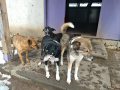 Chicko-Duschka-Hero-Ritchi-2.4.20
