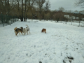 Hero-Chicko-Katrina-2.4.20