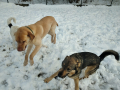 Maksi-Djony-2.4.20