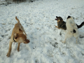 Maksi-Djony-Nina-2.4.20