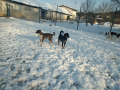 Ronja-Scharo-2.4.20