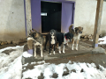 Sivko-Richie-Duschka-Chicko-2.4.20