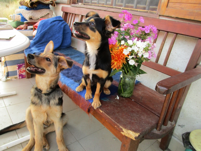 Lili und Krum 6.9.2015
