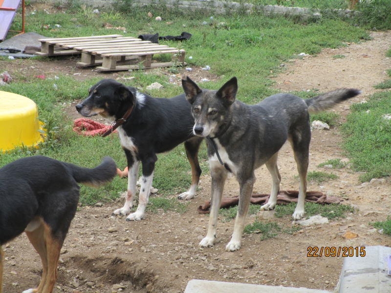 Sivko und Duschka 22.9.2015