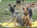 Chaki und Hero 22.9.2015