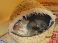 Zuni und Messieur 22.9.2015