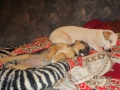 Diana und mIrta 7.11.2015 3