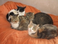 Dundi, Misi, Filip und Mari 7.11.2015 2