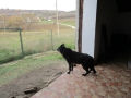 Goliat bewacht den Hinterausgang 6.11.2015 2