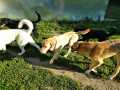 Maksi-Camillo-28.7.20