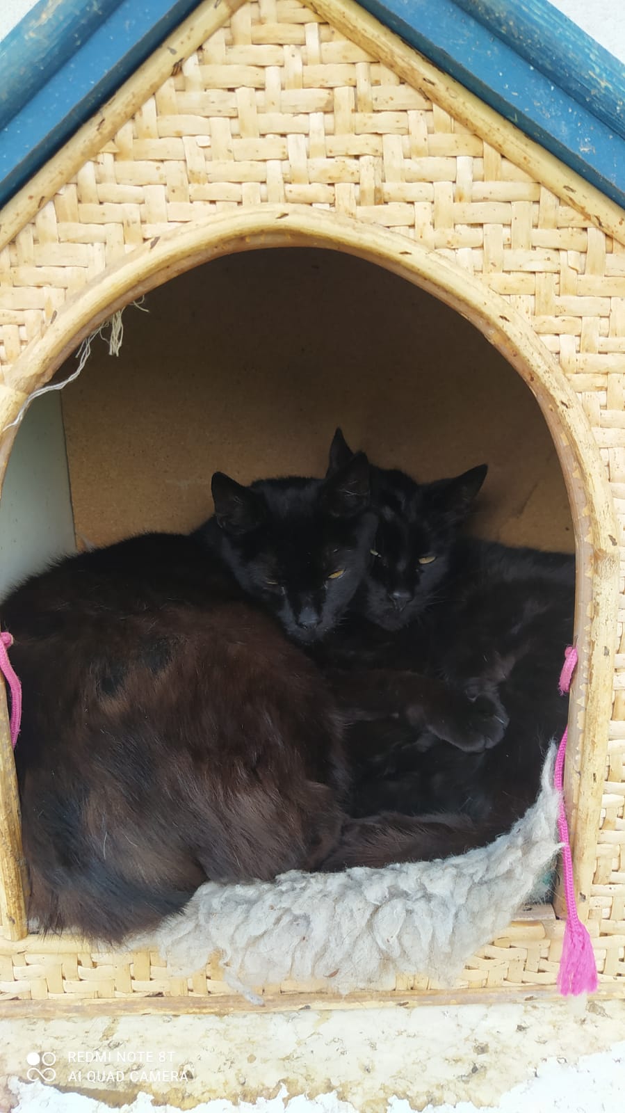 Mittagsschlaefchen-Nora-1-und-Nora-2-9.5.21-