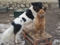 Hero und Katzrina 12.2.2017