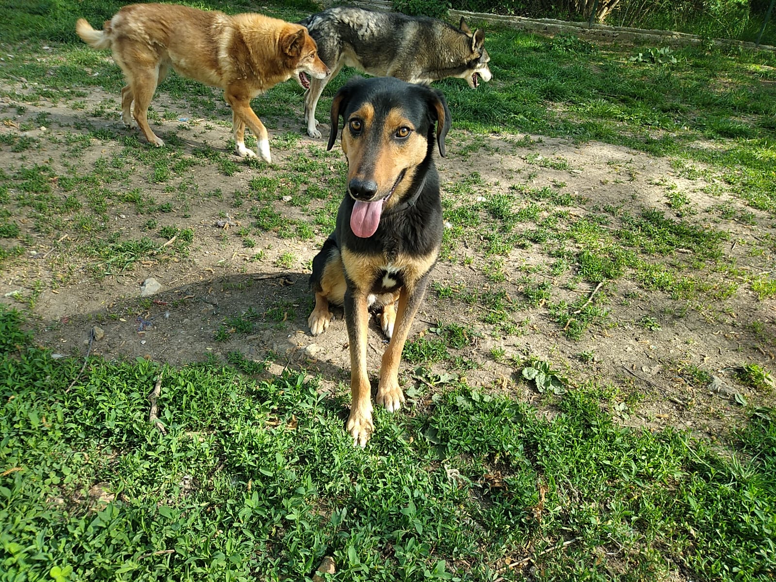 Mango-18.5.20