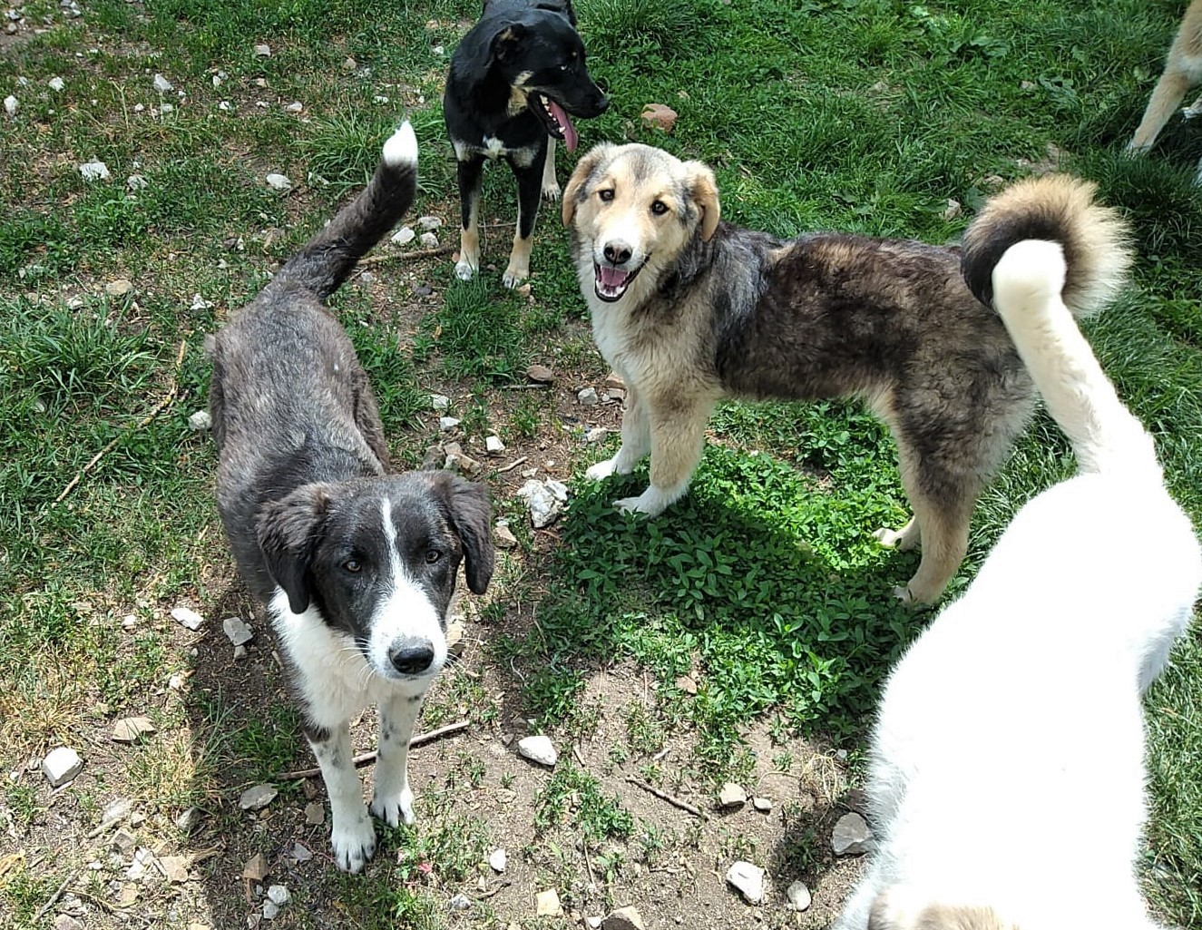Solveigh-Blacky-22.5.20