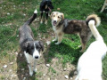 Solveigh-Blacky-22.5.20