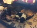 IMG-20151025-WA0011