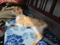 Kranker Kater 26.06.2016 4
