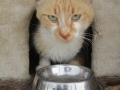 Kranker Kater 26.06.2016 5