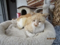 Kranker Kater 26.6.2016 1