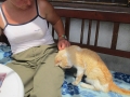 Kranker Kater 26.6.2016 2