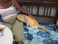 Kranker Kater 26,6,2016 2